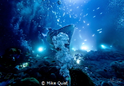 I captured this image while diving with Manta Rays on Big... by Mike Quist 